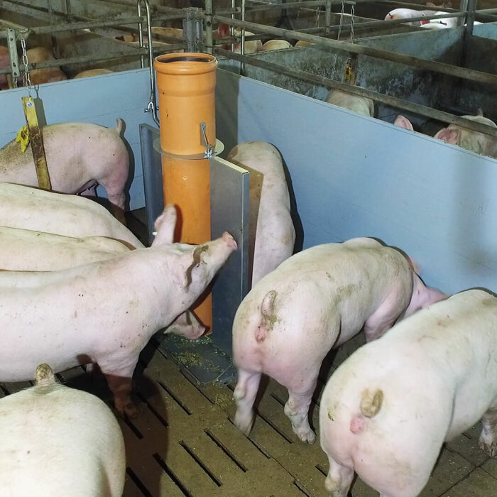 Lippert Pelletautomat Freistehend im Stall mit Schweine beim Fressen