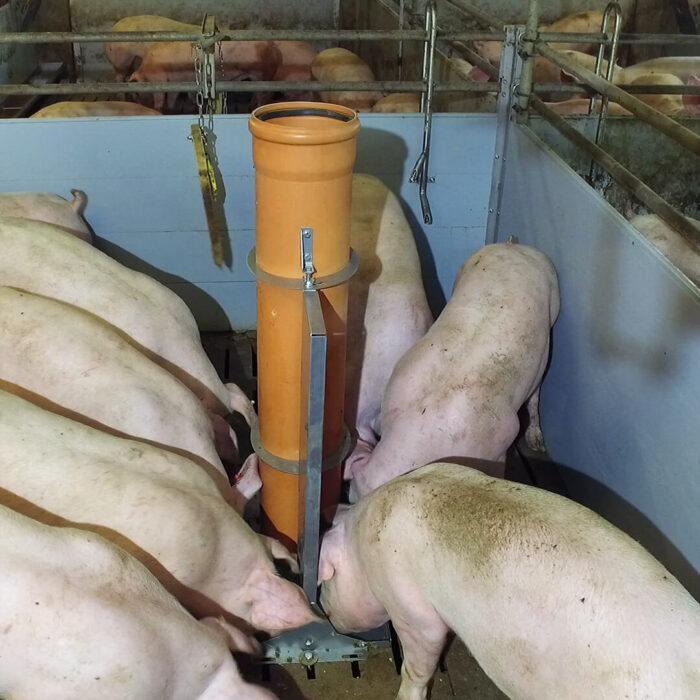 Lippert Pelletautomat Freistehend im Stall mit Schweine beim Fressen